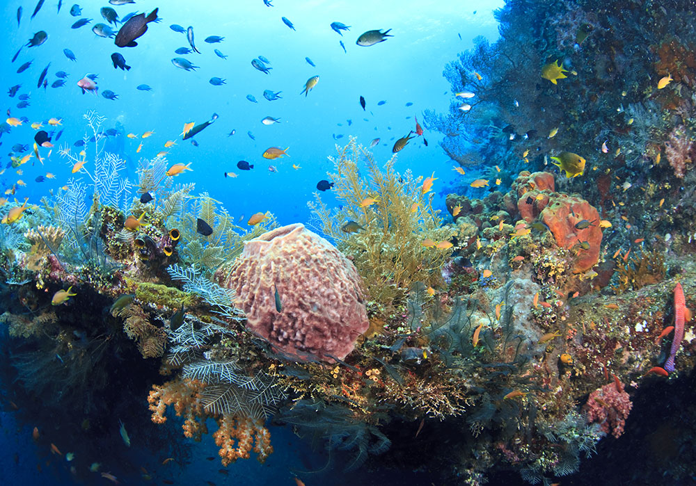 bali diving sites